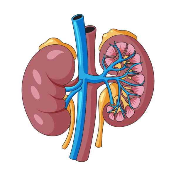 Renal Function Explained