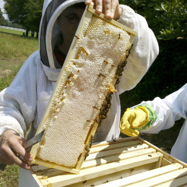 A Guide to Harmonious Coexistence: Relocating Bees from Garden Fountains